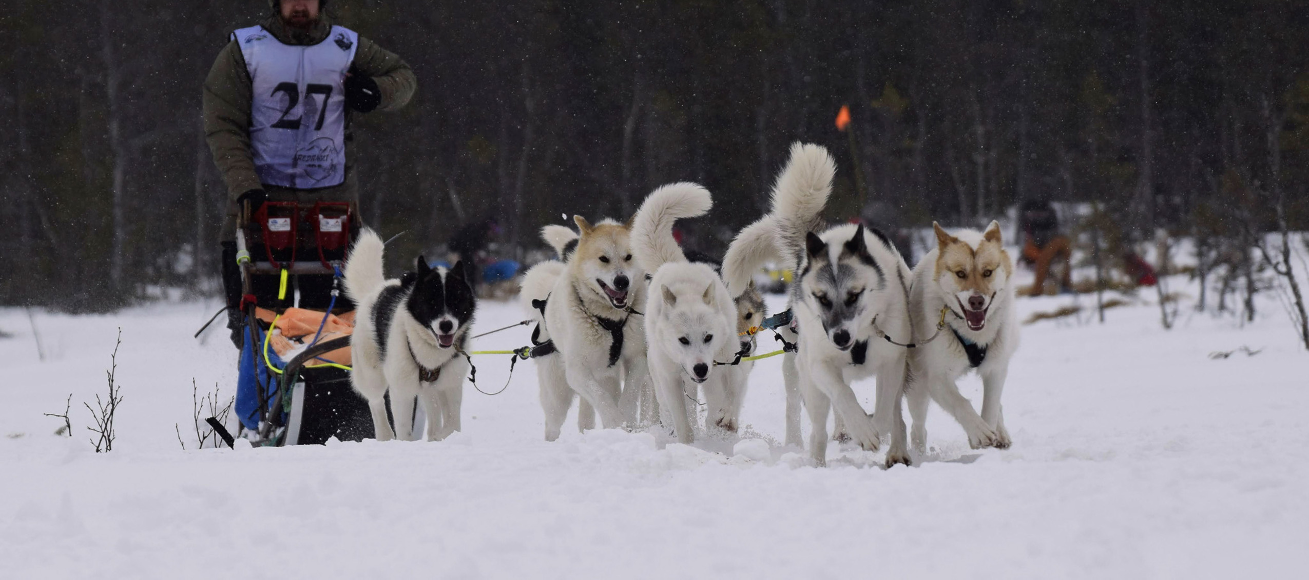 En hundspannförare kör ett spann med sex draghundar genom snön i vinterlandskap.