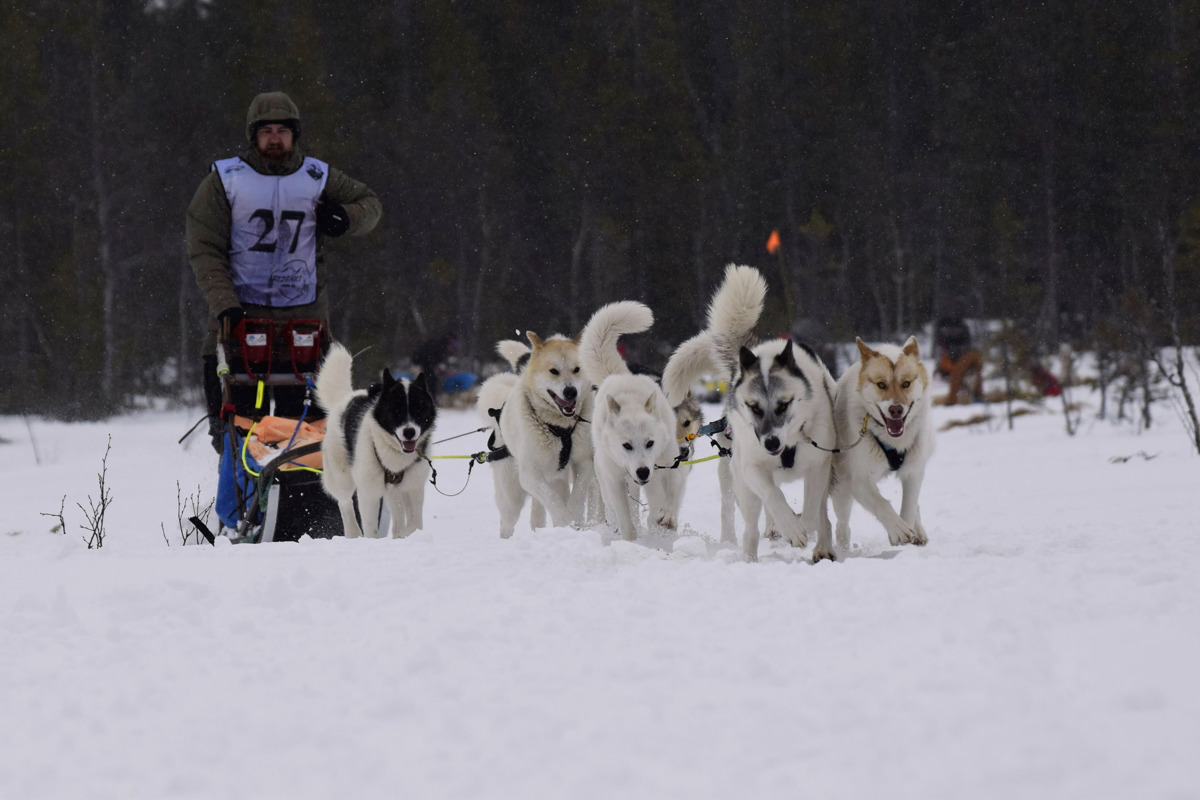 En hundspannförare kör ett spann med sex draghundar genom snön i vinterlandskap.