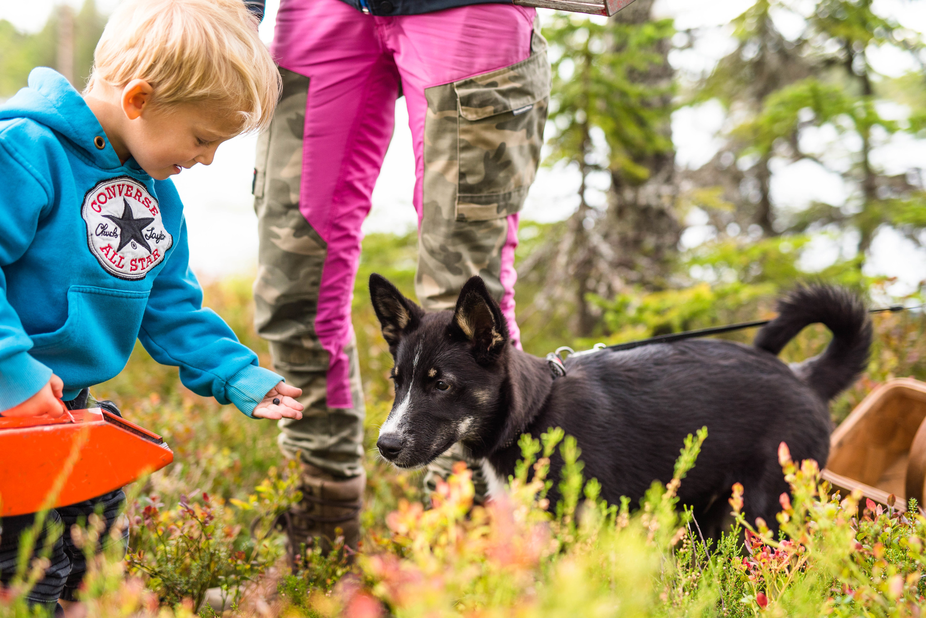 Ett barn plockar ett blåbär och visar det för en svart hund i skogen.