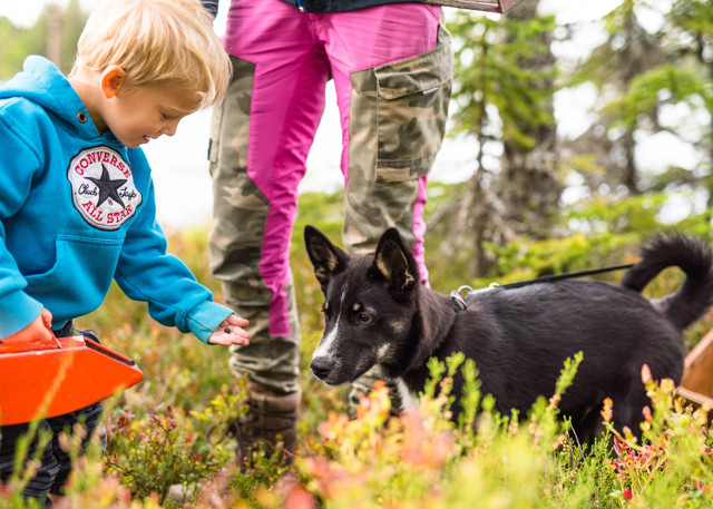 A child picks a blueberry and shows it to a black dog in the forest.