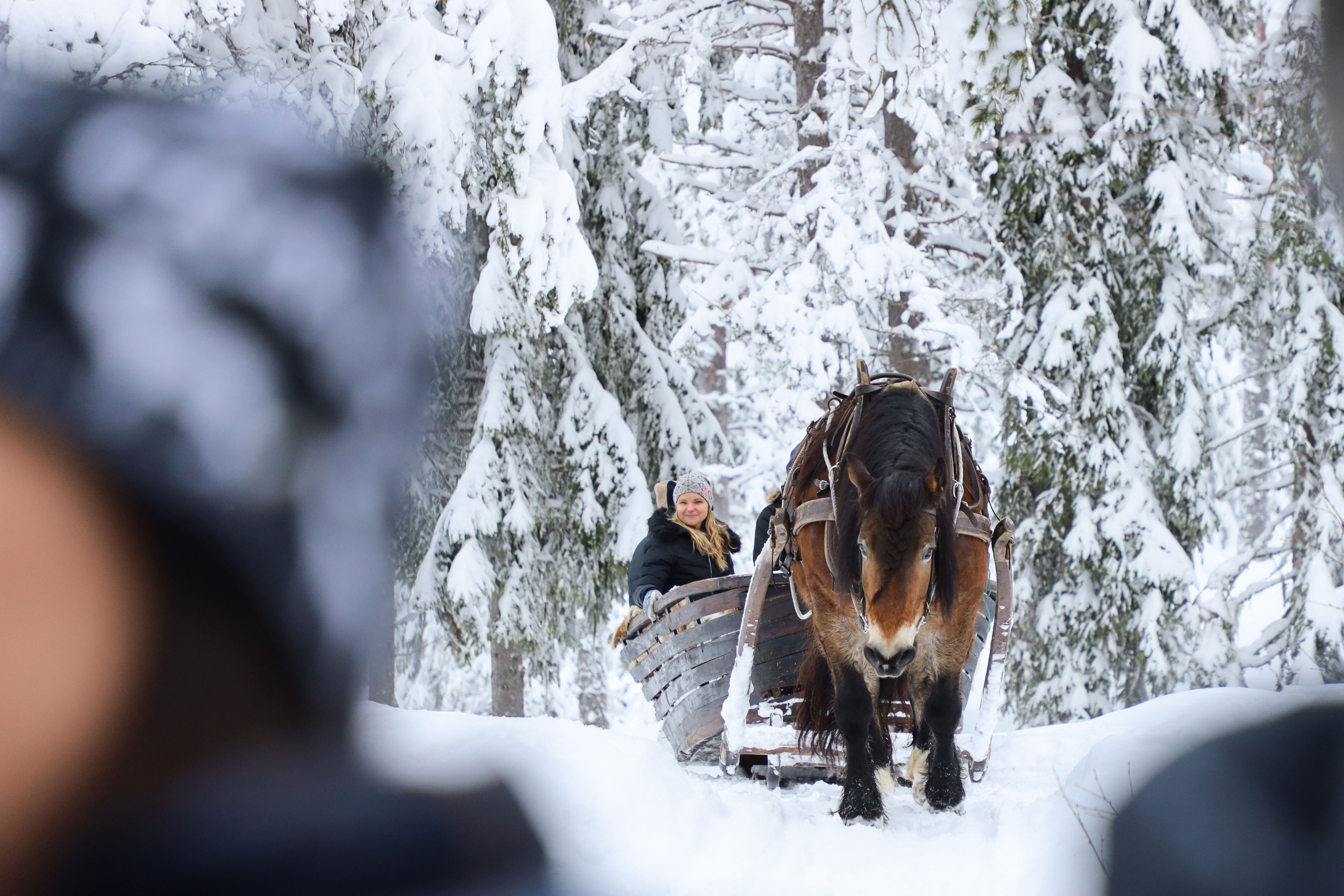 Häst drar en träsläde med passagerare genom en snötäckt skog.