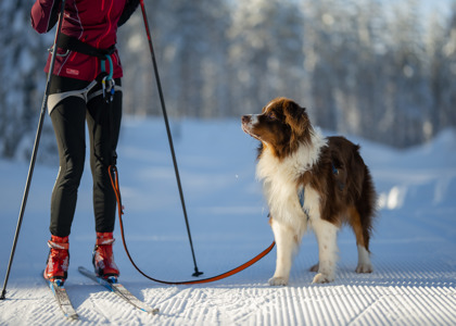 En person står på langrendsski med en hund i snor på et nypræpareret spor i vinterlige omgivelser.