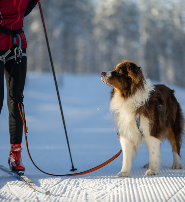 skidakning-med-hund-orsa