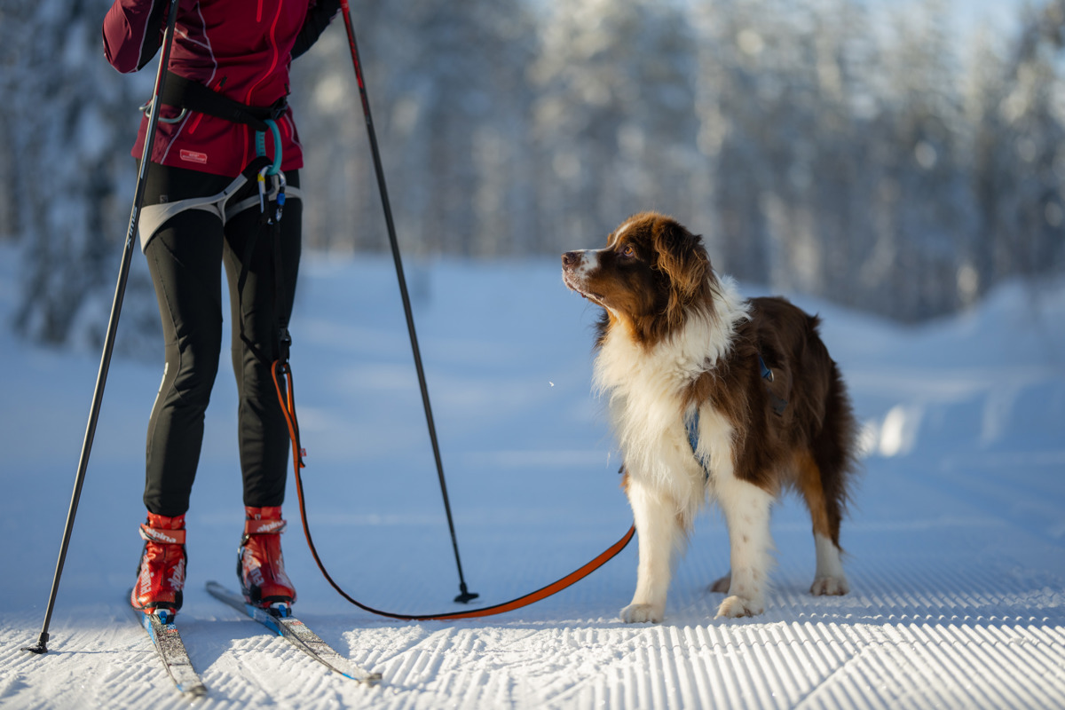 En person åker längdskidor med en hund i koppel på ett nypreparerat spår i vintrig miljö.