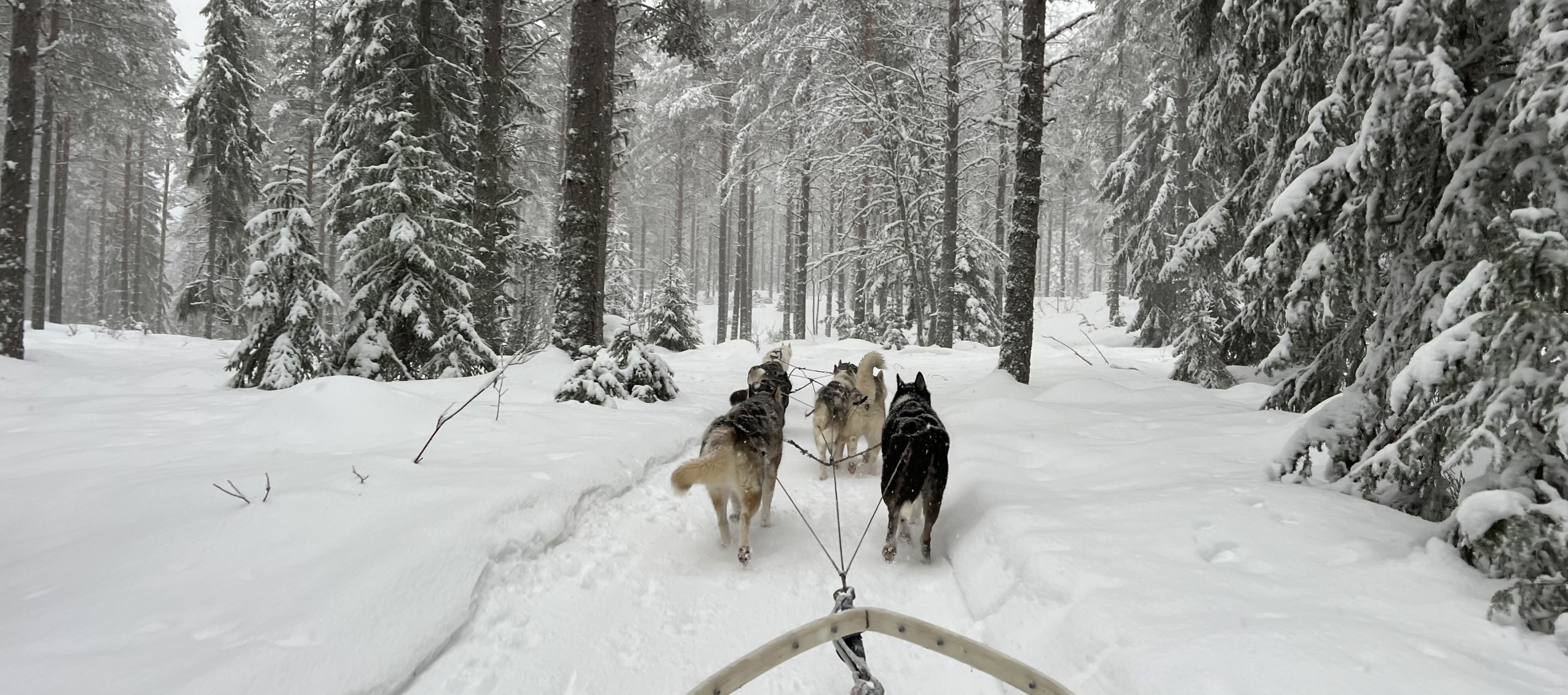 Utsikt från en hundspannstur genom ett snöigt skogslandskap, med flera draghundar som springer framför släden.