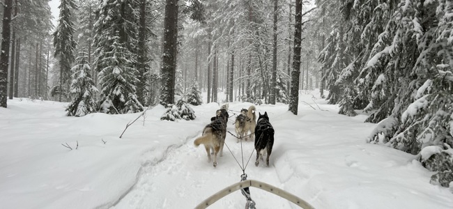 Utsikt från en hundspannstur genom ett snöigt skogslandskap, med flera draghundar som springer framför släden.