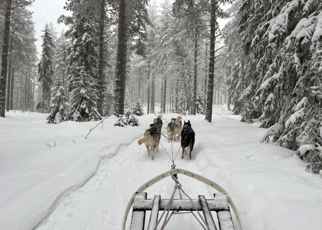 Utsikt från en hundspannstur genom ett snöigt skogslandskap, med flera draghundar som springer framför släden.
