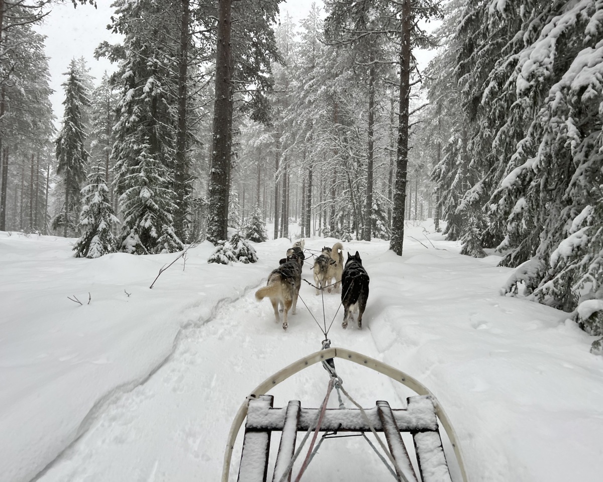 Utsikt från en hundspannstur genom ett snöigt skogslandskap, med flera draghundar som springer framför släden.