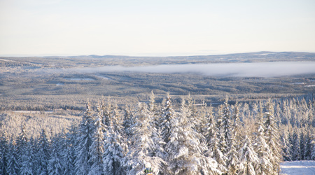 Snötäckta granar i förgrunden med utsikt över ett vidsträckt, vinterklätt landskap och ett lågt molntäcke i horisonten.