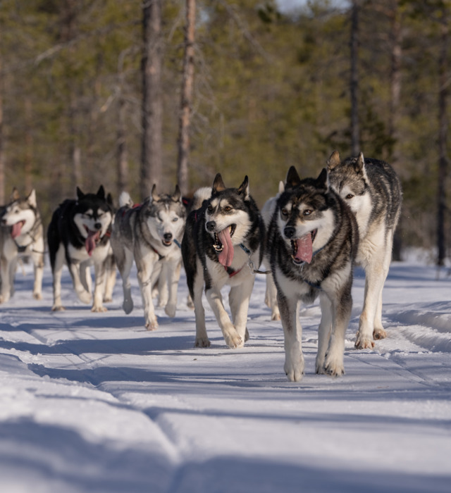 Hundspann-i-Orsa Grönklitt