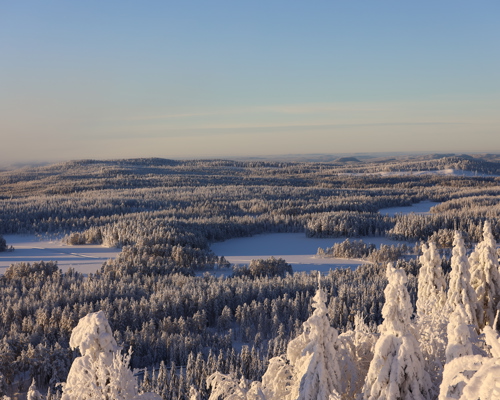 Snötäckt skogslandskap i vintersol, sett från höjd.