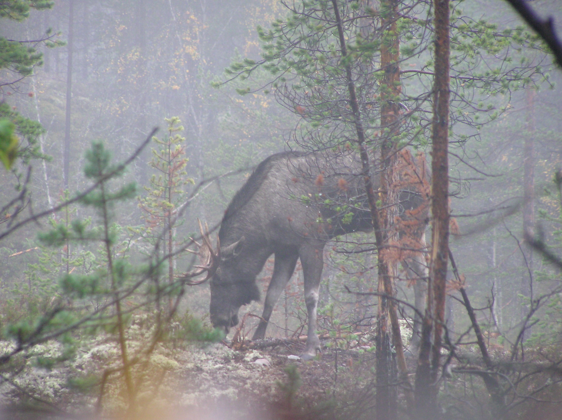 Älg står i dimmig skog och betar bland träd.