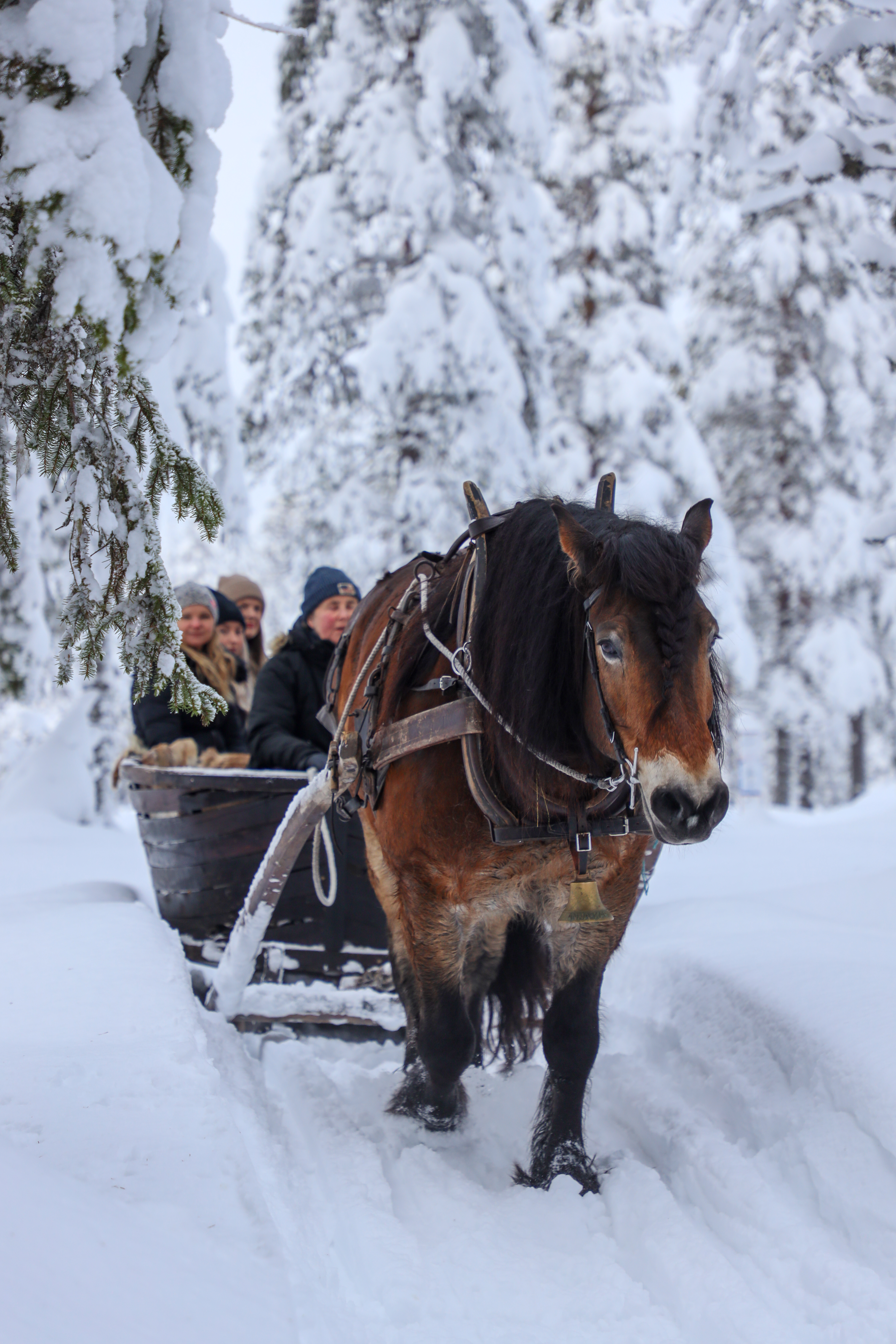 Horse pulling a sleigh with passengers through a snowy forest.