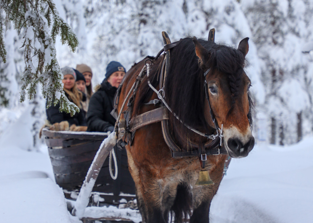 Häst som drar en släde med passagerare genom en snöklädd skog.