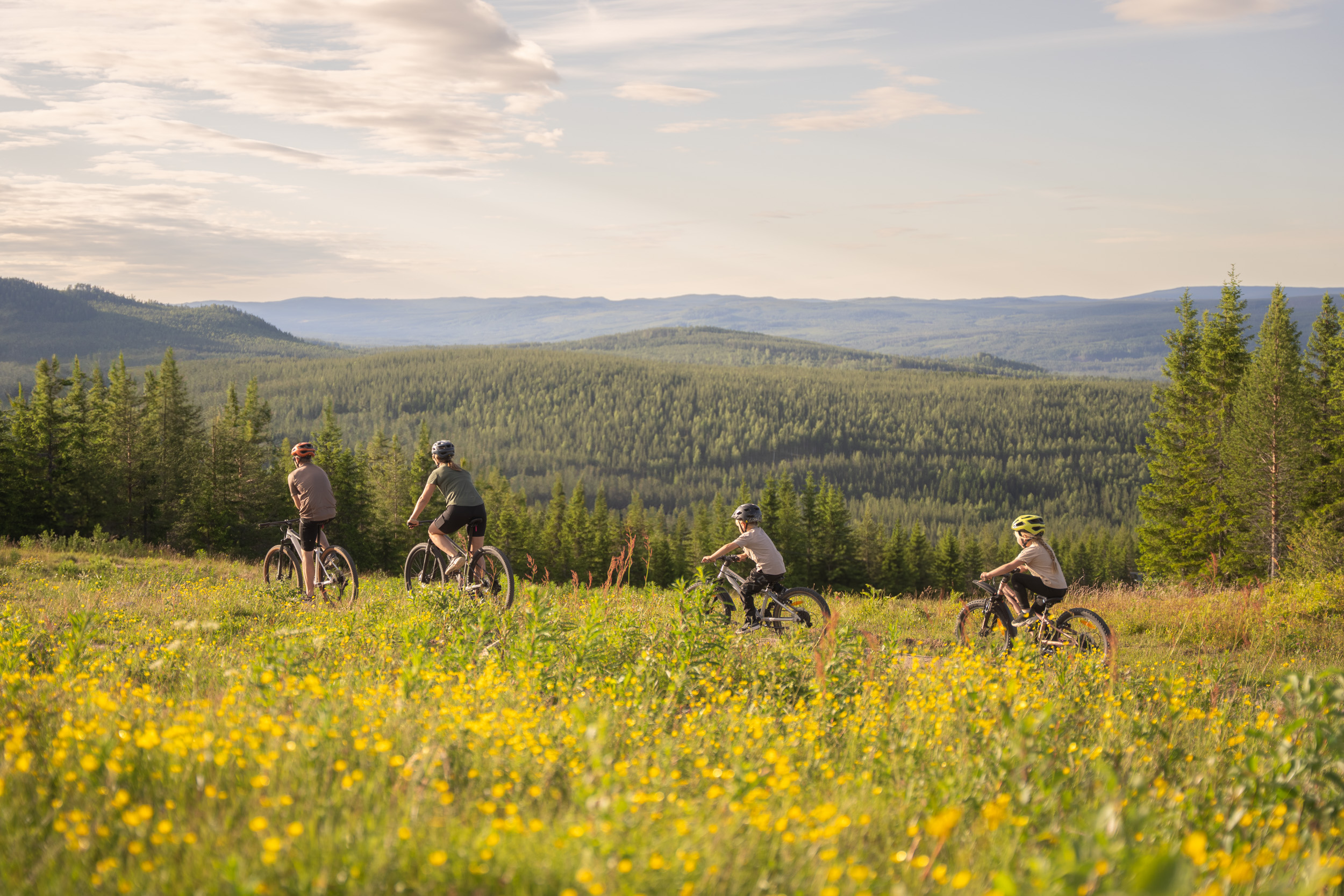 Fyra personer cyklar på mountainbikes genom en blommande sommaräng med utsikt över skogsklädda berg i bakgrunden. Soligt väder och vidsträckt landskap.