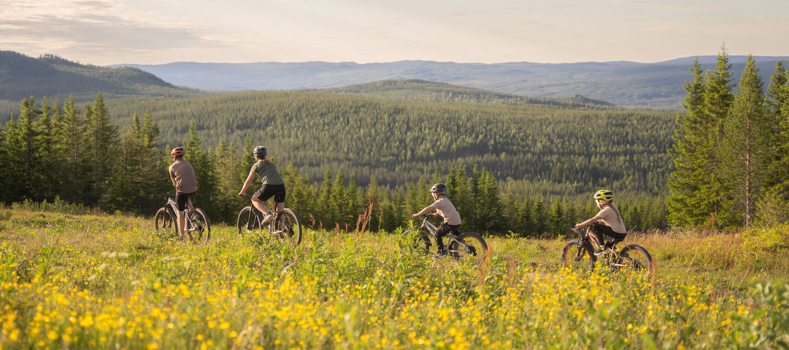 Fyra personer cyklar på mountainbikes genom en blommande sommaräng med utsikt över skogsklädda berg i bakgrunden. Soligt väder och vidsträckt landskap.