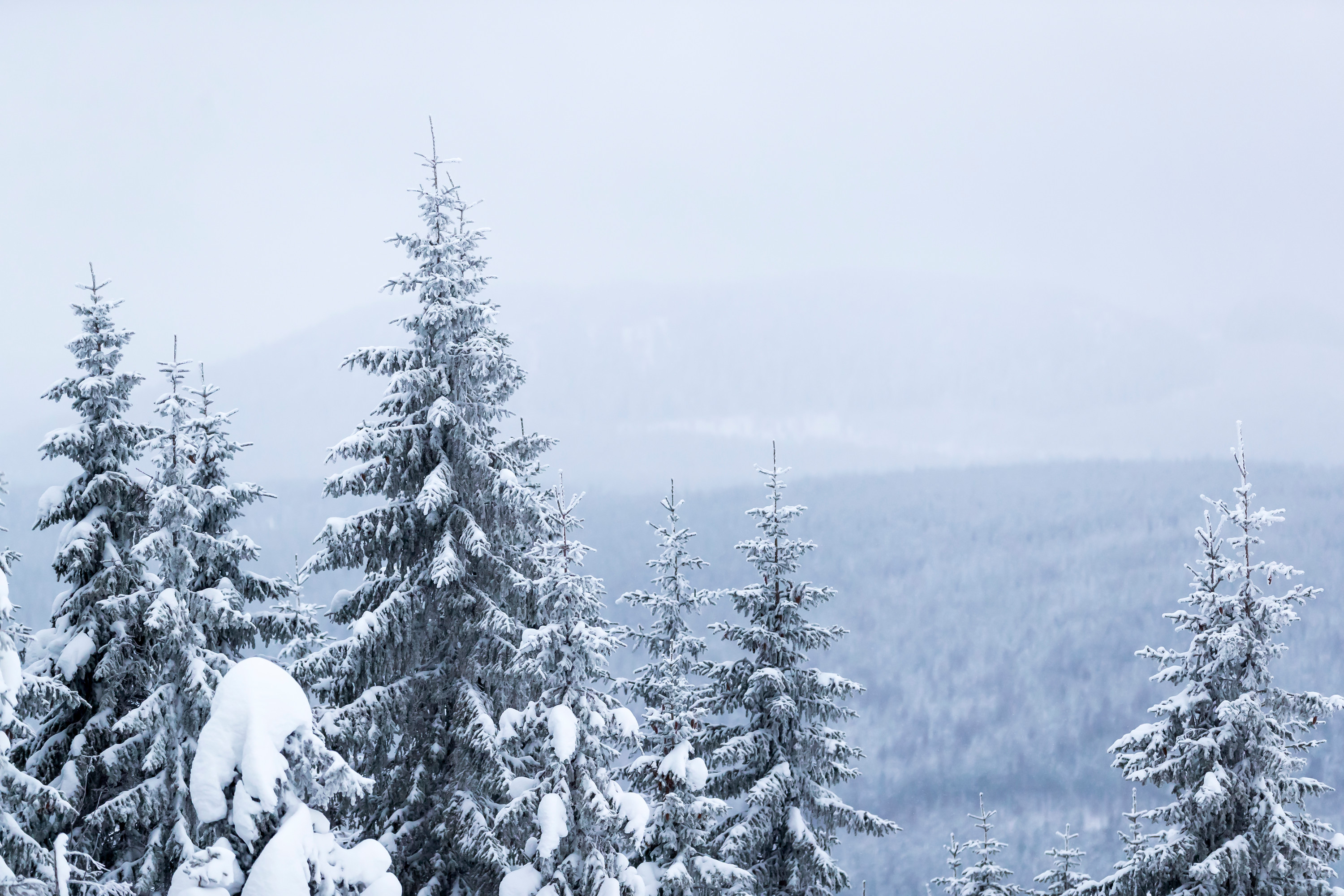 Snötäckta granar i ett dimmigt vinterlandskap med mjuka berg i bakgrunden.