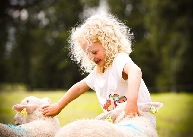 Litet barn klappar två får på en grön äng.