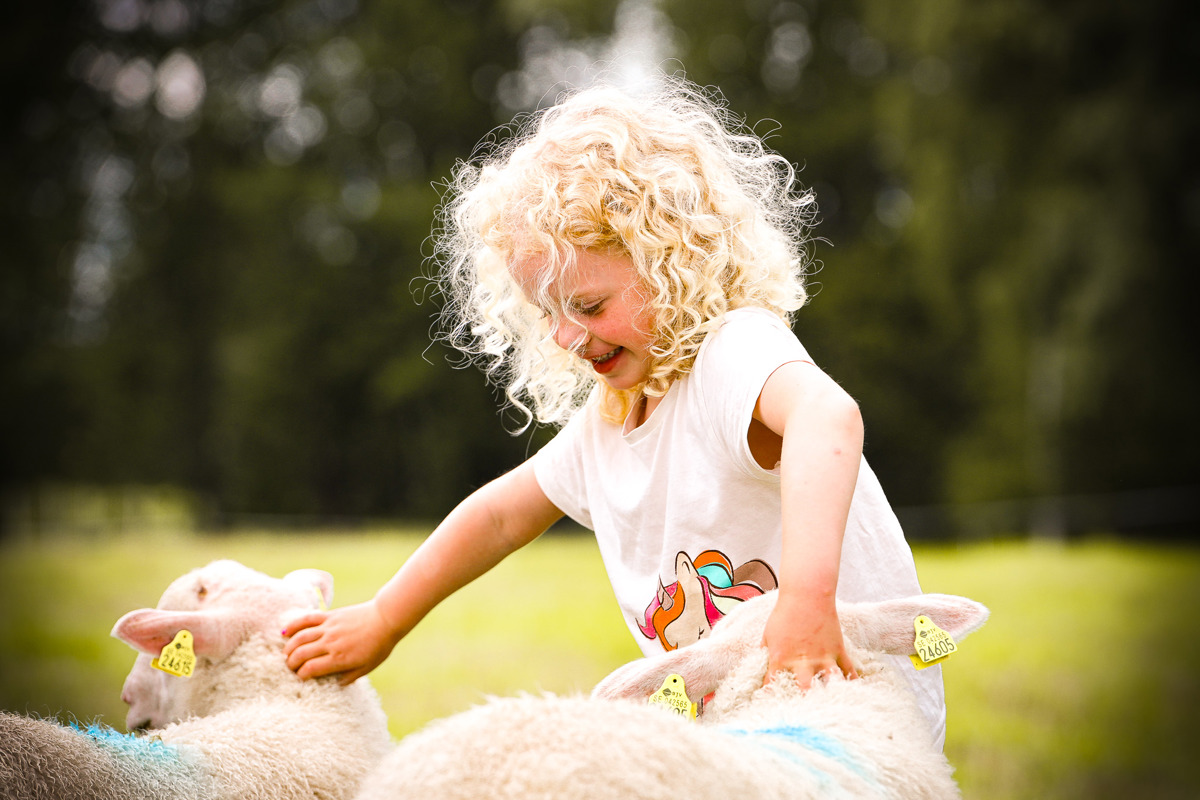 Young child petting two sheep in a green meadow.