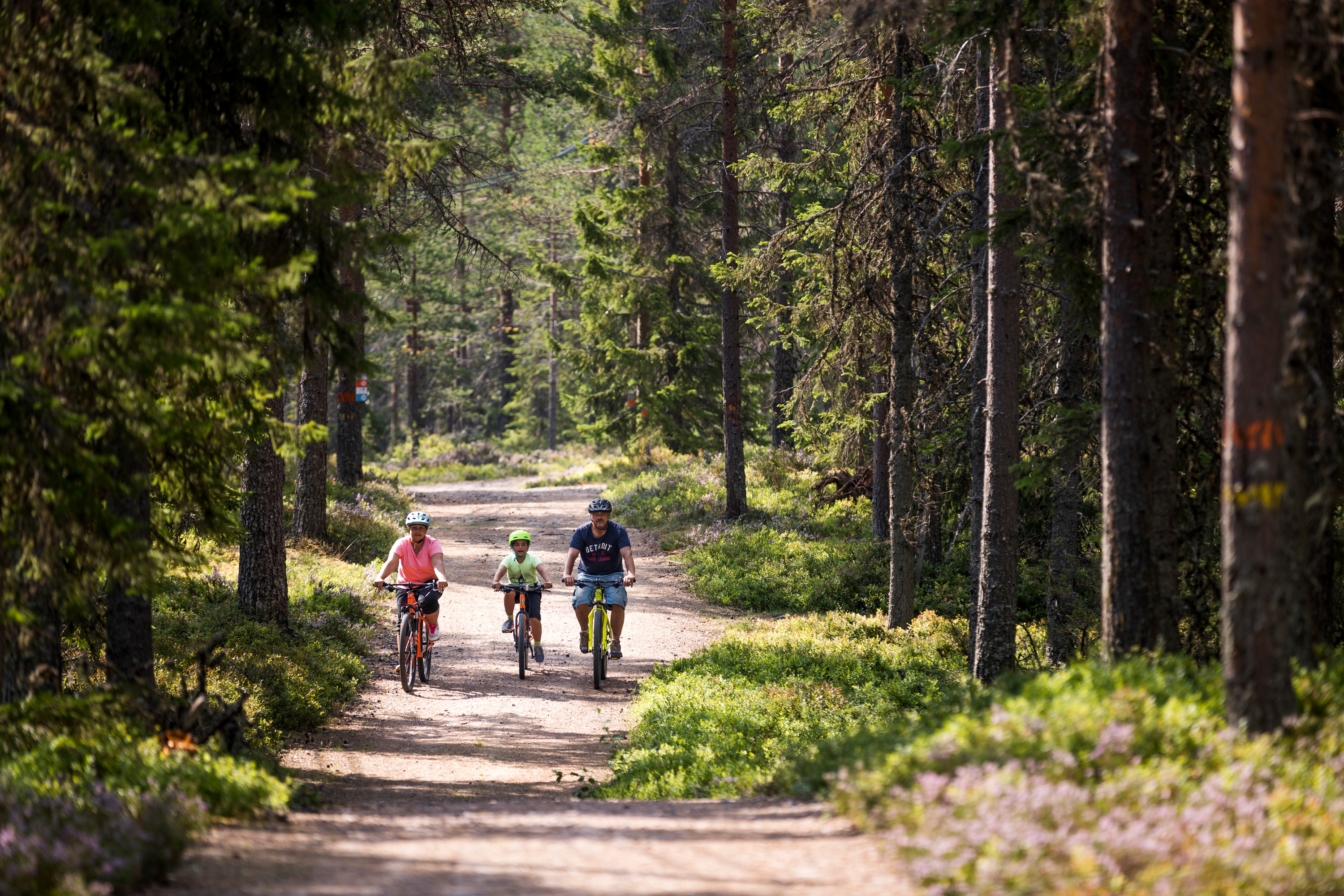 En familj med två barn och en vuxen cyklar tillsammans längs en bred skogsstig omgiven av tät granskog och sommargrönska.