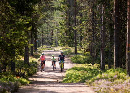 En familj med två barn och en vuxen cyklar tillsammans längs en bred skogsstig omgiven av tät granskog och sommargrönska.