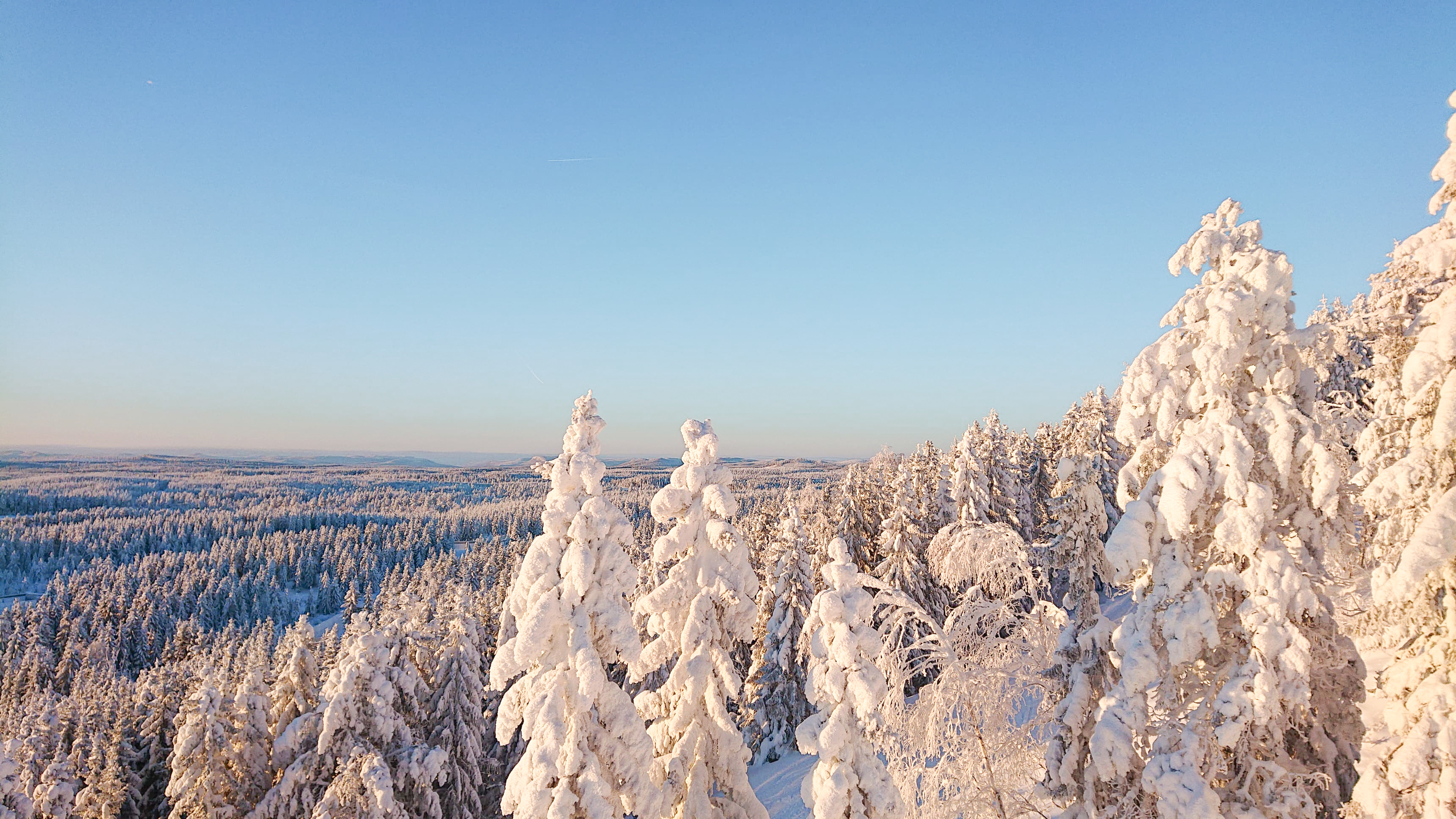 Snow-covered trees glowing in the soft winter light, overlooking a vast forest landscape.