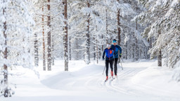 Längdskidåkare diagonalar i Orsa Grönklitt