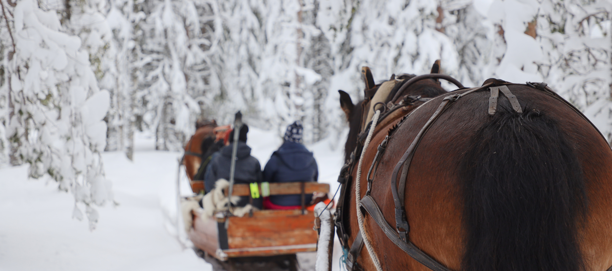 Vy bakifrån av häst som drar släde med passagerare genom snötäckt skog.