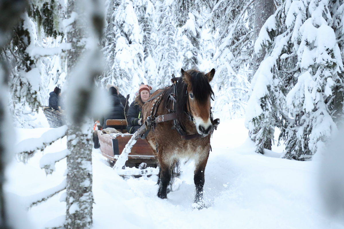 Hästdragen släde med passagerare på tur genom snötyngda träd.