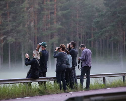 Personer vid vägkant spanar efter älg med kikare
