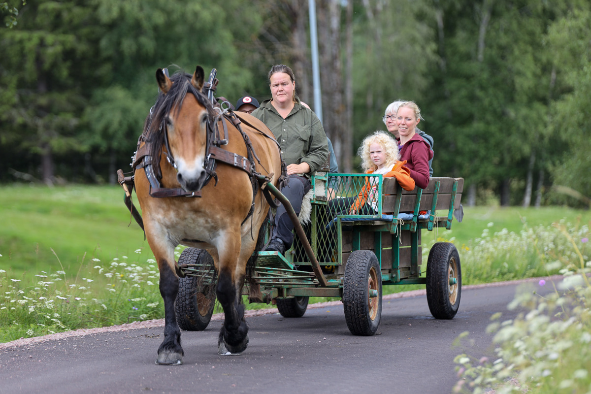 Hest trækker en grøn vogn med voksne og børn langs en sommervej.