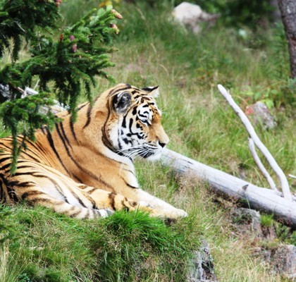 Tiger På Orsa Rovdjurspark I Orsa Grönklitt