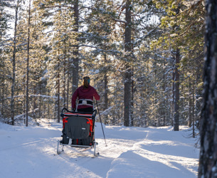 Person åker längdskidor genom en snöig skog och drar en pulka.