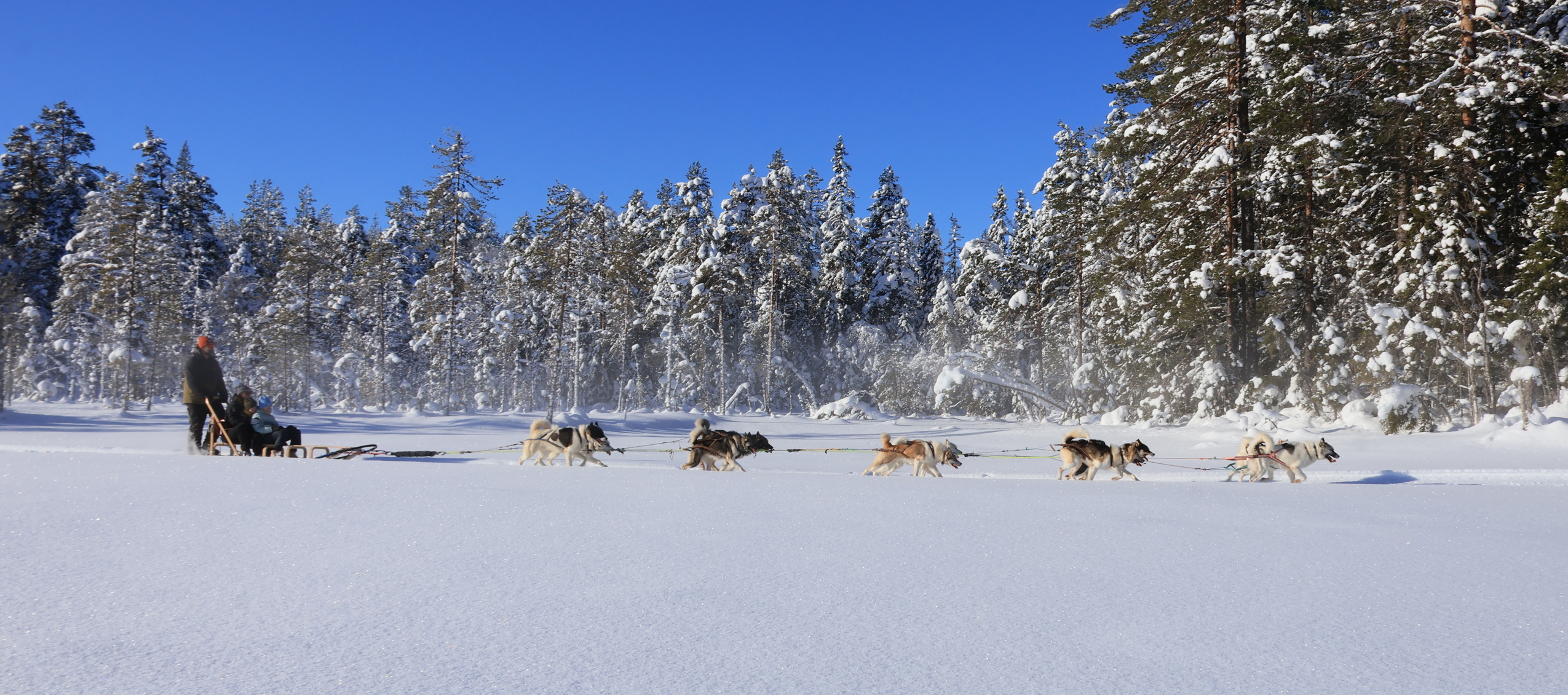 Hundspann med förare kör över snötäckt fält med skog i bakgrunden under klar himmel.