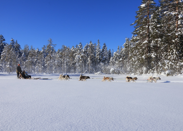 Hundeslæde med fører kører over snedækket område med skov i baggrunden under klar himmel.