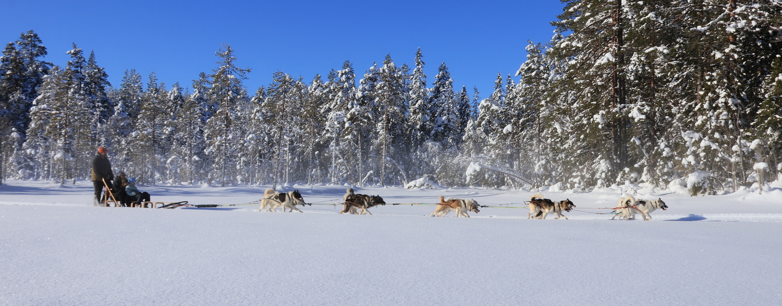 Dog sled team with a driver traveling across a snow-covered field with forest in the background under a clear sky.