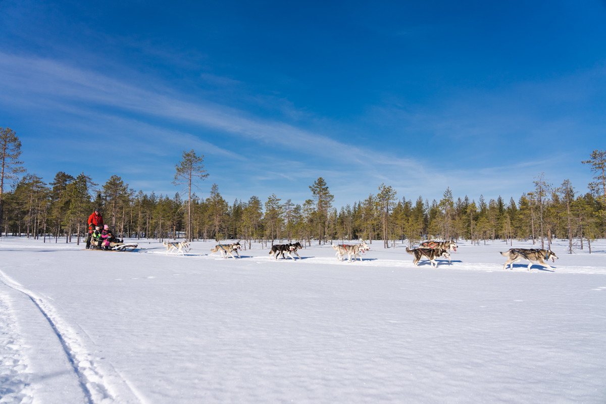 Dog sled team pulling across an open snowy field under a blue sky in Orsa Grönklitt.