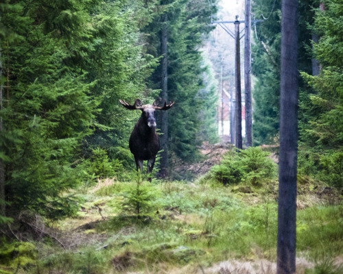 Älg i skogen vid älgsafari - en majestätisk syn i Orsa Grönklitt.