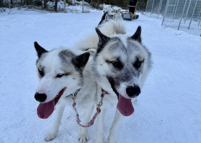 Två draghundar med tungan ute står längst fram i ett hundspann på snö med släde och förare i bakgrunden.