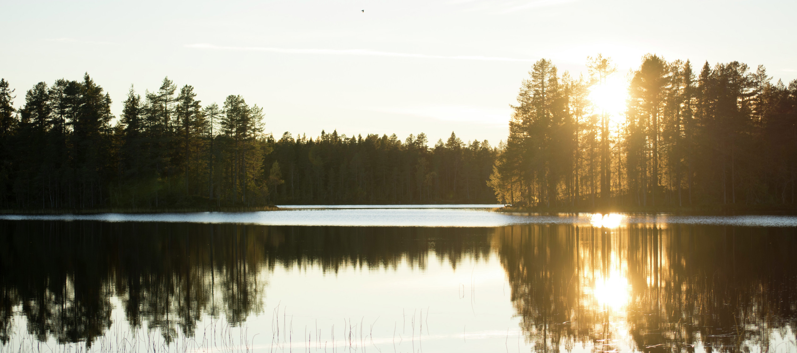 Solnedgång över en spegelblank sjö omgiven av skog.