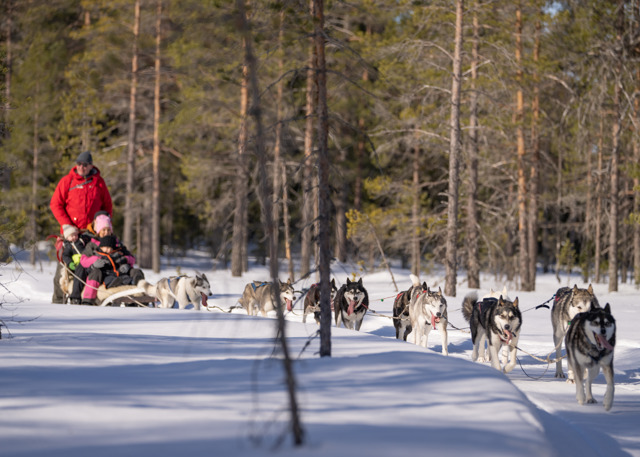 Family riding a dog sled through the snowy forest in Orsa Grönklitt.