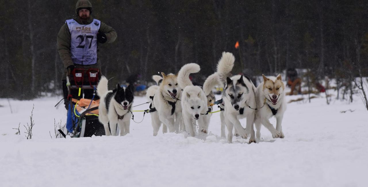 A musher drives a sled team of six dogs through the snow in a winter landscape.