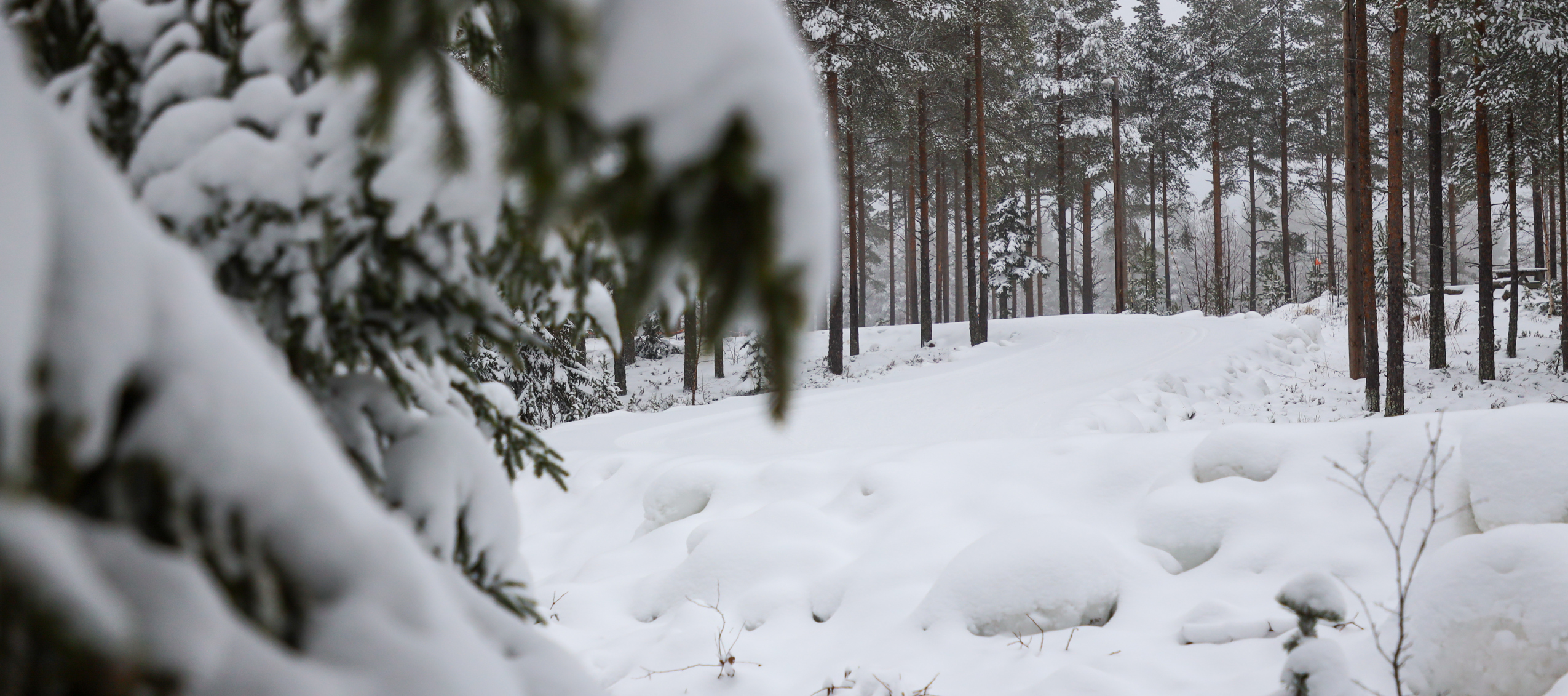 Snötyngda grenar i förgrunden med en vinterklädd stig som slingrar sig genom en skog av tallar.