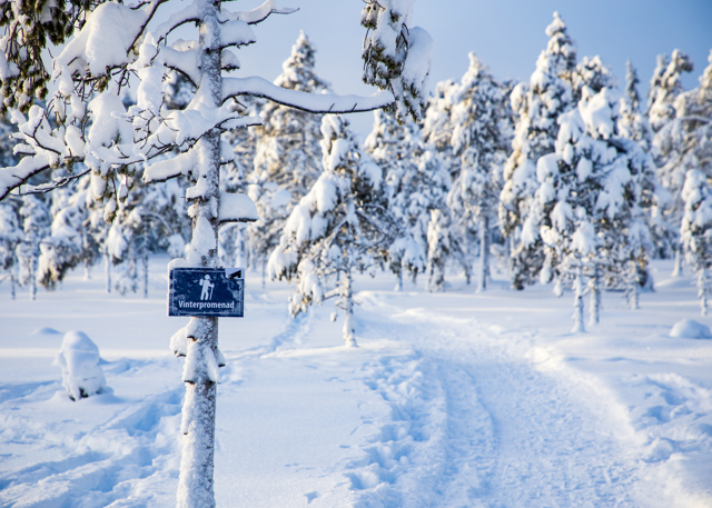 En snedækket sti snor sig gennem en vinterskov med skiltning til vintervandring.
