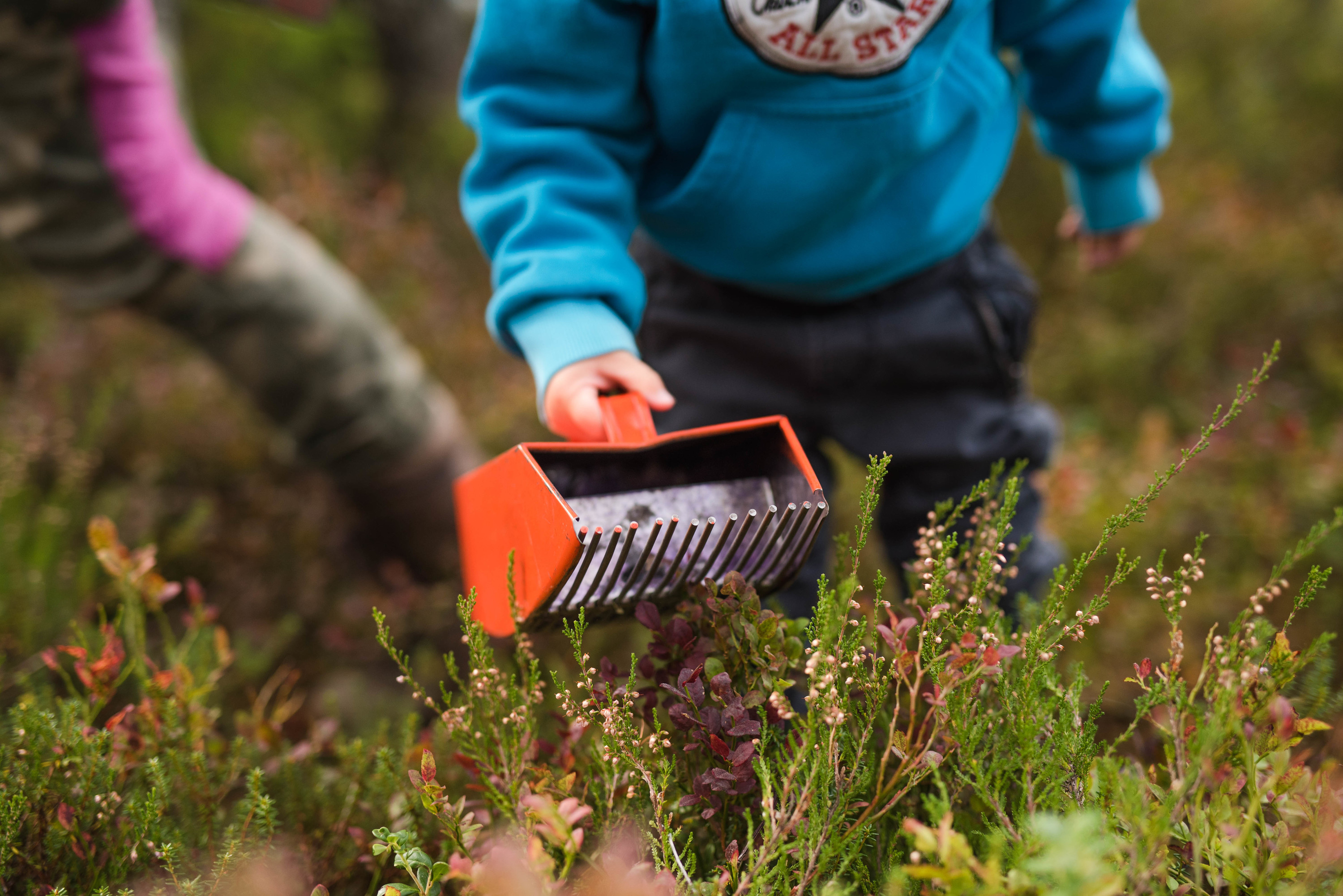 Barn plockar bär med bärplockare i skogen.