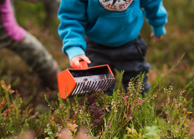 Child picking berries with a berry picker in the forest.