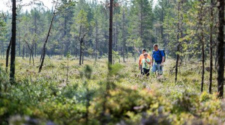 En familj vandrar genom en solbelyst skog med tallar och grönska en sommardag.