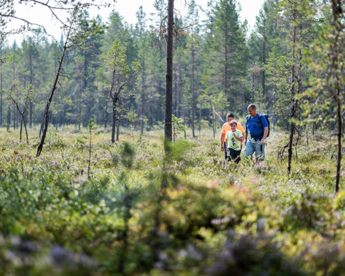 En familj vandrar genom en solbelyst skog med tallar och grönska en sommardag.