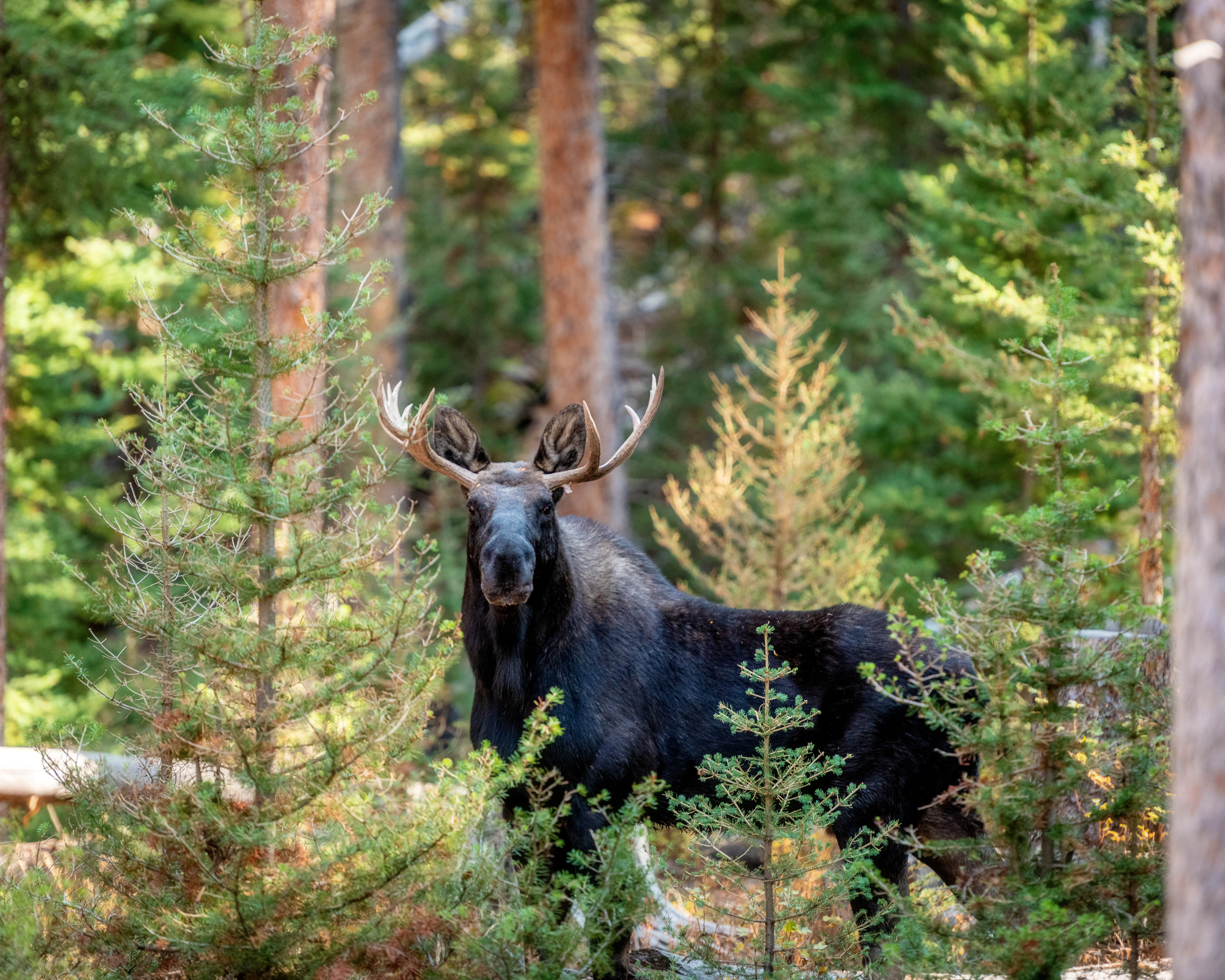 Älg står i tät barrskog och blickar framåt