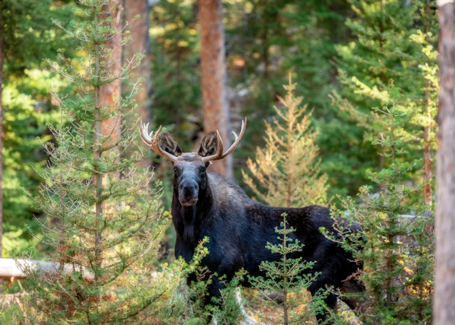 Älg står i tät barrskog och blickar framåt